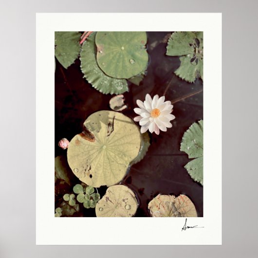 Wild Water Lily Floating Lily Pads Foto in ingelij Poster (Voorkant)