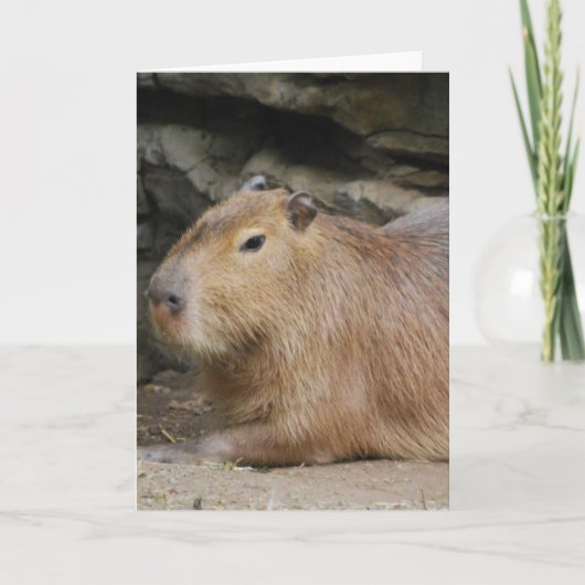 Wild Wenskaart Capybara Kaart (Voorkant)