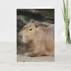 Wild Wenskaart Capybara Kaart