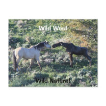 Wild West Wild Natuur Funny Horse and Moose