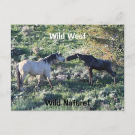 Wild West Wild Natuur Funny Horse and Moose Briefkaart