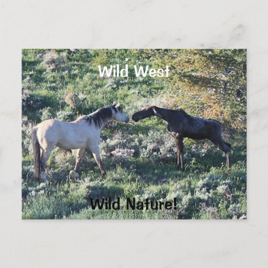 Wild West Wild Natuur Funny Horse and Moose Briefkaart (Voorkant)