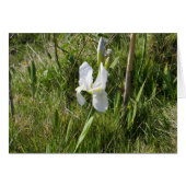 Wild White Canna Lily (Voorkant Horizontaal)