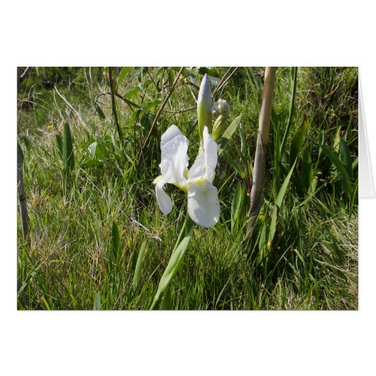 Wild White Canna Lily (Voorkant Horizontaal)