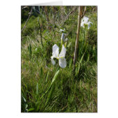 Wild White Canna Lily (Voorkant)