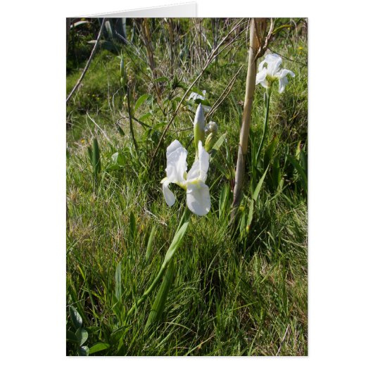 Wild White Canna Lily (Voorkant)