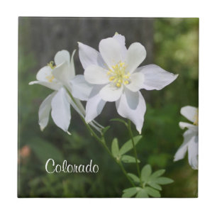 Wild White Columbine Colorado Tegel Tegeltje