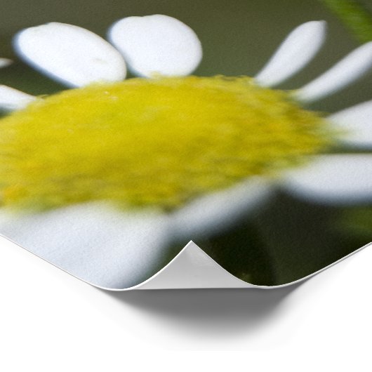 Wild White Daisies Poster (Hoek)