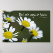 Wild White Daisies Poster (Voorkant)