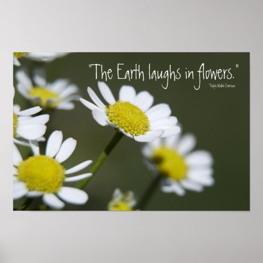 Wild White Daisies Poster (Voorkant)