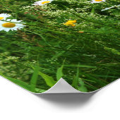 Wild White Daisy Flowers in Field Poster (Hoek)