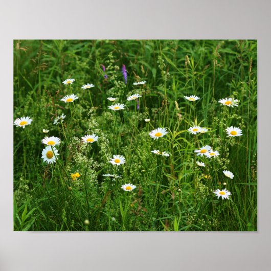 Wild White Daisy Flowers in Field Poster (Voorkant)