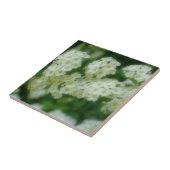 Wild White Rambling Roos Flowers Natuur Tegeltje (Zijkant)