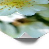 Wild White Rambling Rozen Flower Square Poster (Hoek)