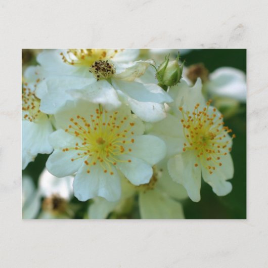Wild White Rambling Rozen Flowers Briefkaart (Voorkant)