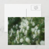 Wild White Rambling Rozen Flowers Briefkaart (Voorkant / Achterkant)