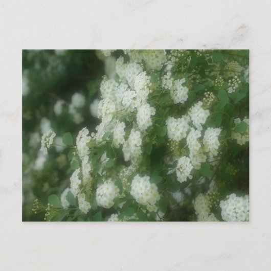 Wild White Rambling Rozen Flowers Briefkaart (Voorkant)