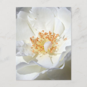 Wild White Rose Floral Photography Vrijgezellenfee Uitnodiging Briefkaart