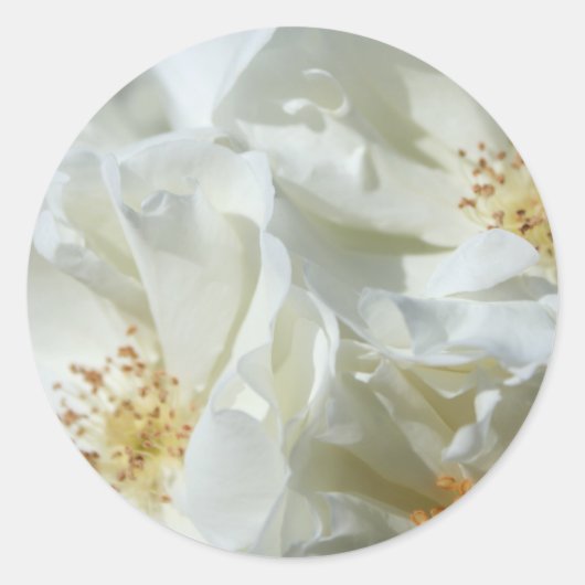Wild White Roses floral photography Sticker (Voorkant)