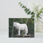 Wild White Wolf Briefkaart (Staand voorkant)