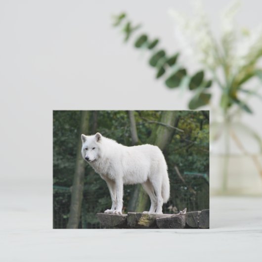 Wild White Wolf Briefkaart (Staand voorkant)