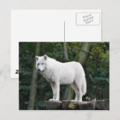 Wild White Wolf Briefkaart (Voorkant / Achterkant)