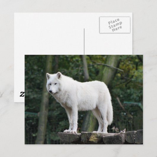 Wild White Wolf Briefkaart (Voorkant / Achterkant)