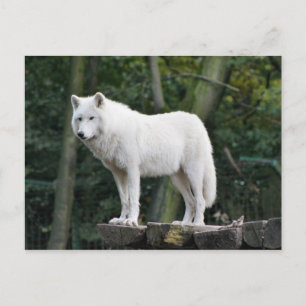 Wild White Wolf Briefkaart