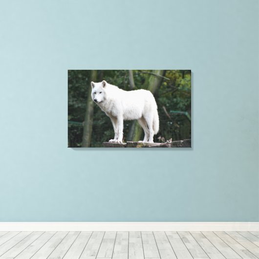 Wild White Wolf Canvas Afdruk (Insitu (Houten vloer))