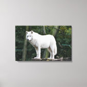 Wild White Wolf Canvas Afdruk (Voorkant)