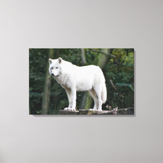 Wild White Wolf Canvas Afdruk (Voorkant)