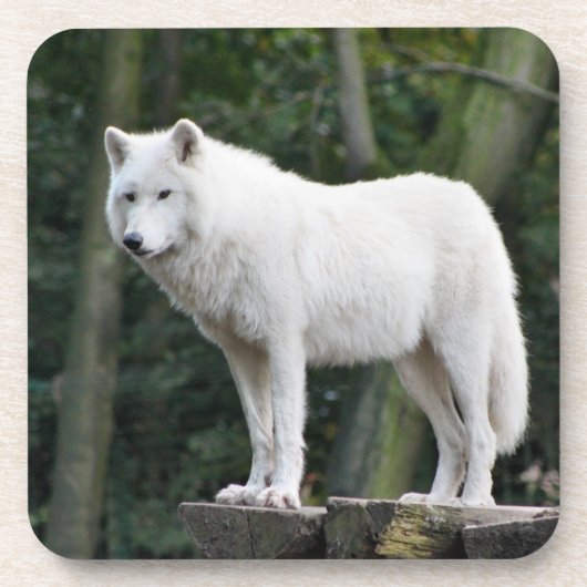 Wild White Wolf Onderzetter (Voorkant)
