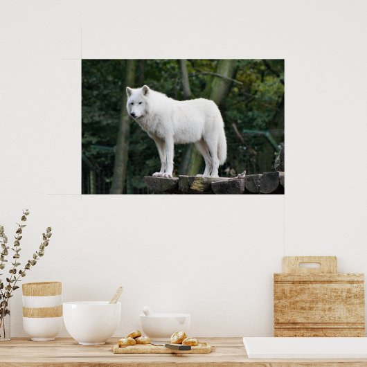 Wild White Wolf Poster (Keuken)