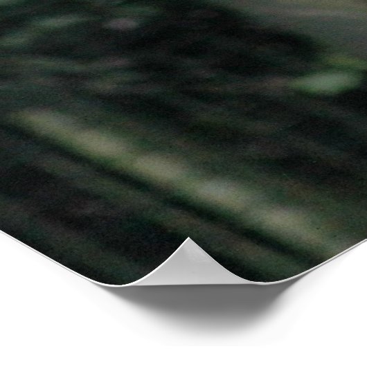 Wild White Wolf Poster (Hoek)