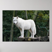 Wild White Wolf Poster (Voorkant)