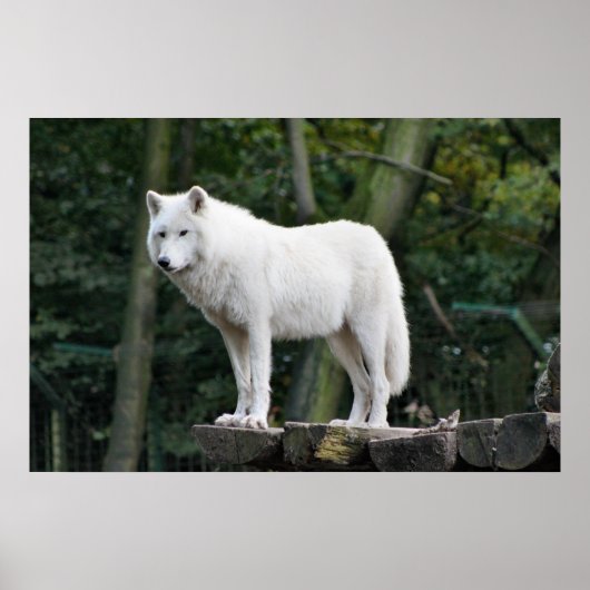 Wild White Wolf Poster (Voorkant)