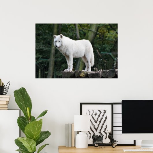 Wild White Wolf Poster (Thuiskantoor)