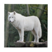 Wild White Wolf Tegeltje (Voorkant)
