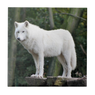 Wild White Wolf Tegeltje