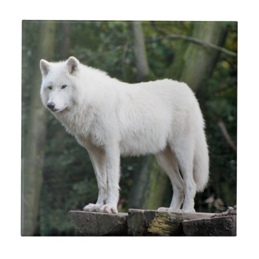 Wild White Wolf Tegeltje (Voorkant)