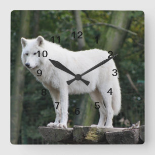 Wild White Wolf Vierkante Klok