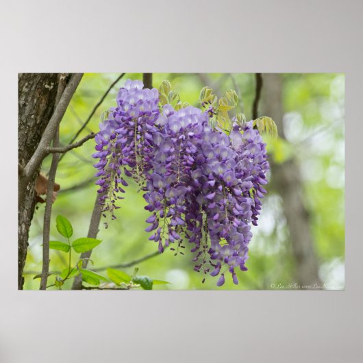 Wild Wisteria Trio in het Poster Bosbouw (Voorkant)