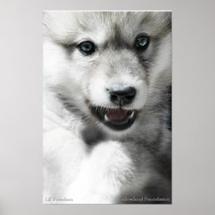 Wild Wolf Cub Poster