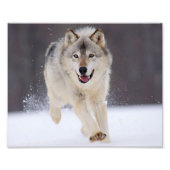Wild Wolf Foto afdrukken (Voorkant)