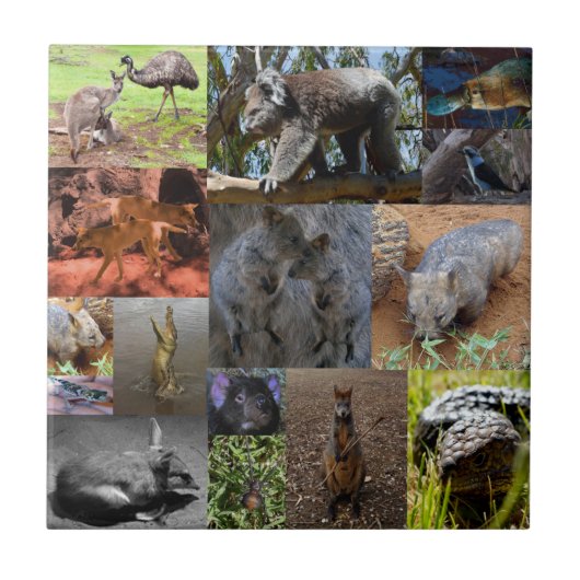 Wild Wonders: fascinerende Australische fotocollag Tegeltje (Voorkant)