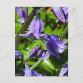 Wild Woodlands Bluebell Flowers Briefkaart