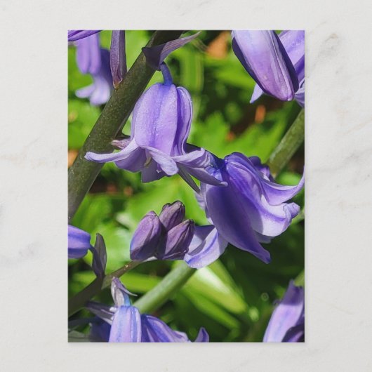 Wild Woodlands Bluebell Flowers Briefkaart (Voorkant)