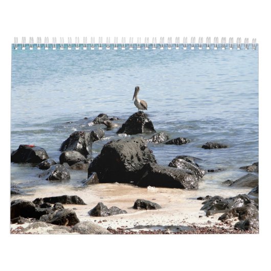 wild world of the Galapagos Kalender (Hoes)