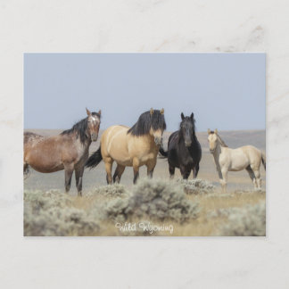 Wild Wyoming - Briefkaart