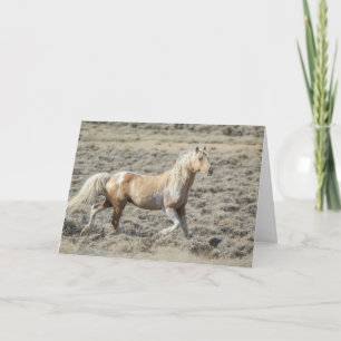 Wild Wyoming Hengst, Koda op een lege Kaart